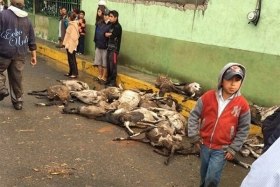 El agua arras&oacute; con ganado ovino