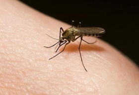 Prevenci&oacute;n en Tehuac&aacute;n ante mosquito portador del virus de Zika