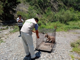 El ejemplar fue reintegrado a su h&aacute;bitat en la Sierra Norte de Puebla, lugar donde se distribuye de manera natural