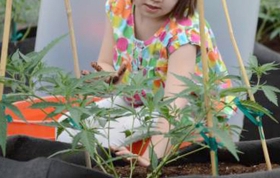 Marihuana ayudar&aacute; a vida de menor