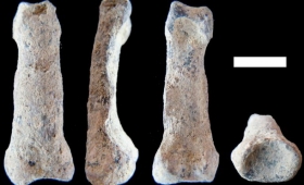 OH 86 representa el hallazgo del hueso m&aacute;s antiguo de la mano
