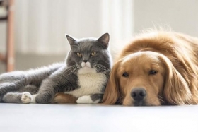 Enfermedades comunes, por contagios de mascota-due&ntilde;o.