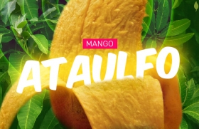 El Mango Ataulfo tiene denominaci&oacute;n de origen en Chiapas
