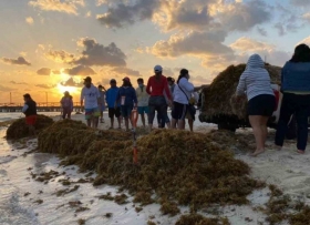 Situaci&oacute;n de sargazo en Caribe mexicano es alarmante.