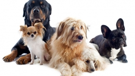 Es muy importante considerar el tama&ntilde;o de la nueva mascota y el sexo.