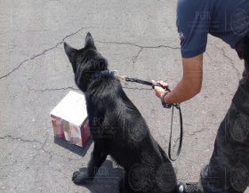Unidad Canina de la AIC detect&oacute; la droga