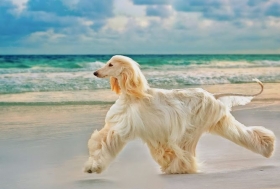 Quitar el mal olor de tu perro de casa s&iacute; es posible