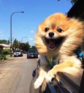 La raz&oacute;n por la que tu perro asoma la cabeza cuando pasea en el auto
