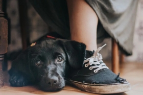 Fotograf&iacute;as ganadoras del concurso mundial de perros