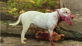 Bull Terrier asesin&oacute; a su amo en Puebla